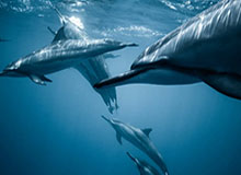 开云网页版-比萨里还差！状态反复调整失当，皮尔洛还能卫冕吗？